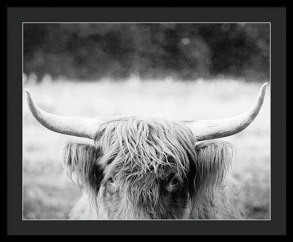 Scottish Highland Cattle Black and White - Framed Print