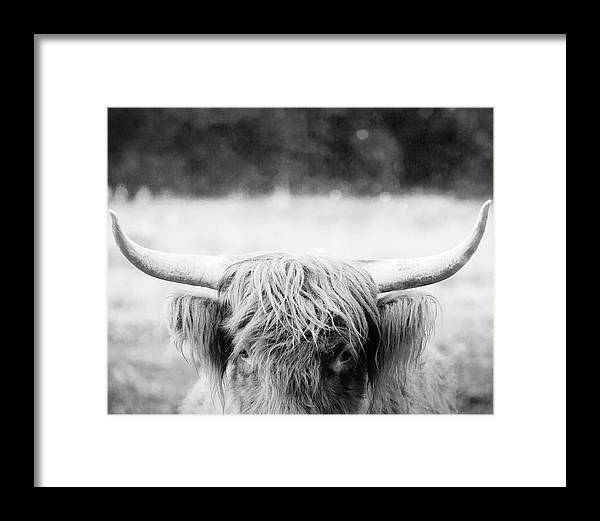Scottish Highland Cattle Black and White - Framed Print