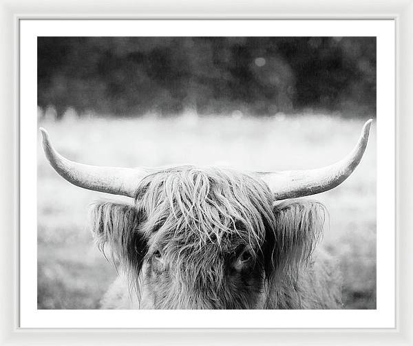 Scottish Highland Cattle Black and White - Framed Print