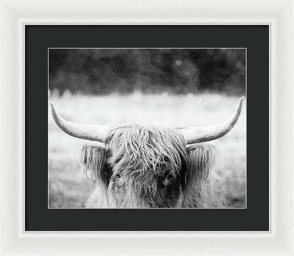 Scottish Highland Cattle Black and White - Framed Print