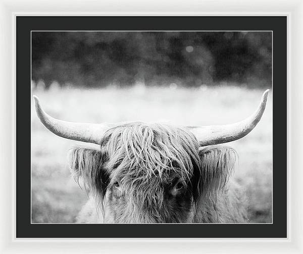 Scottish Highland Cattle Black and White - Framed Print