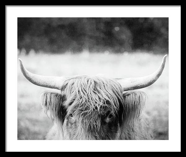 Scottish Highland Cattle Black and White - Framed Print
