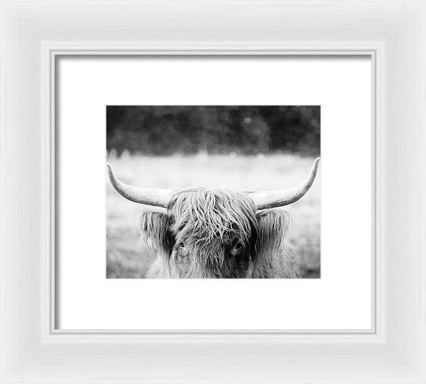 Scottish Highland Cattle Black and White - Framed Print