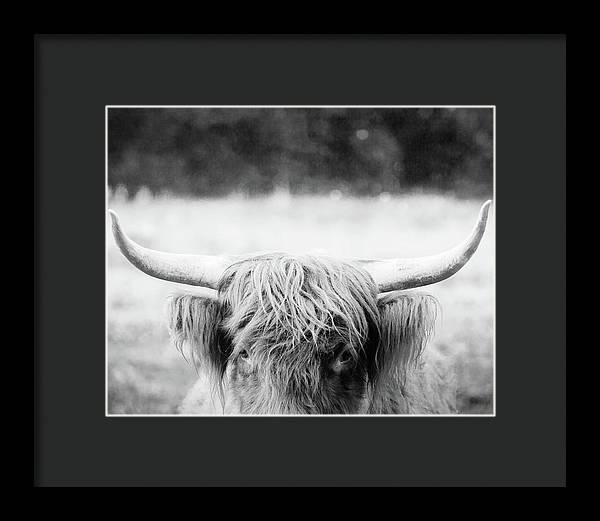Scottish Highland Cattle Black and White - Framed Print