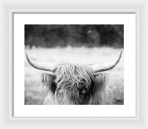 Scottish Highland Cattle Black and White - Framed Print