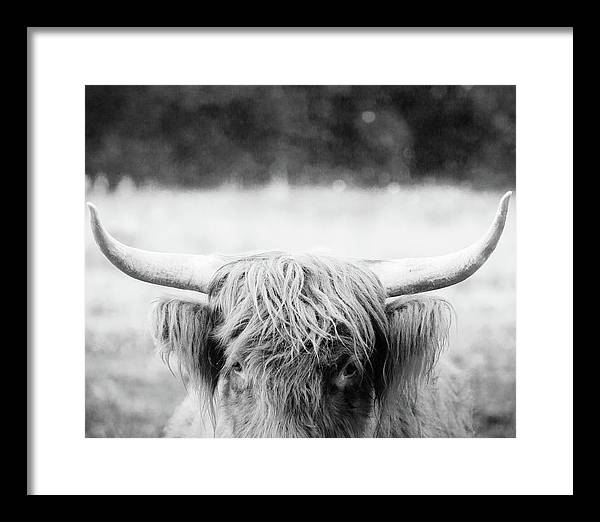 Scottish Highland Cattle Black and White - Framed Print