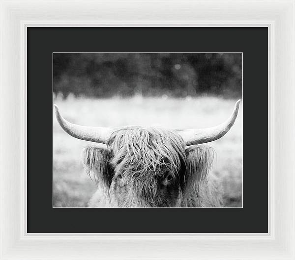 Scottish Highland Cattle Black and White - Framed Print
