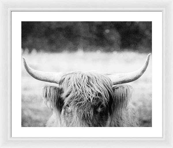 Scottish Highland Cattle Black and White - Framed Print