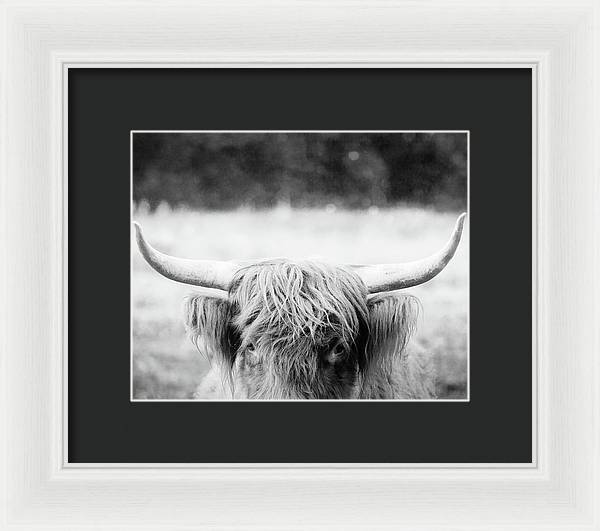 Scottish Highland Cattle Black and White - Framed Print