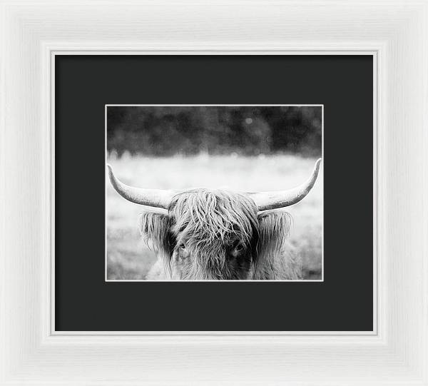 Scottish Highland Cattle Black and White - Framed Print