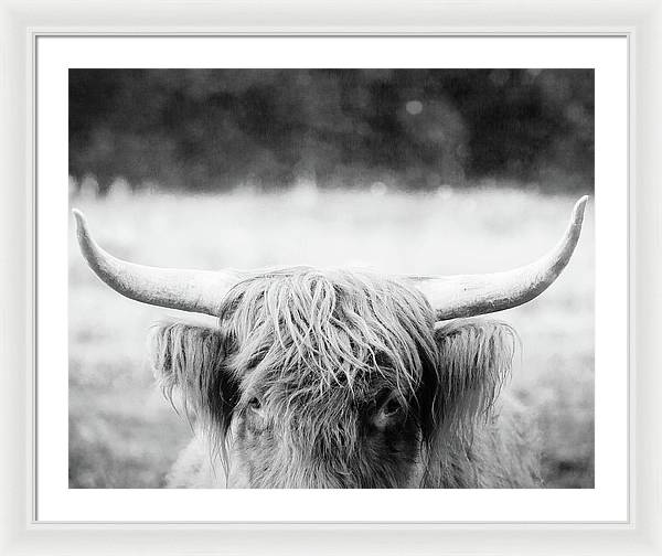 Scottish Highland Cattle Black and White - Framed Print