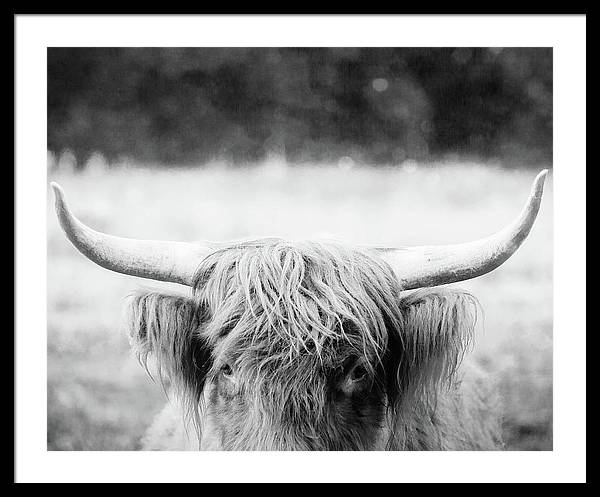 Scottish Highland Cattle Black and White - Framed Print