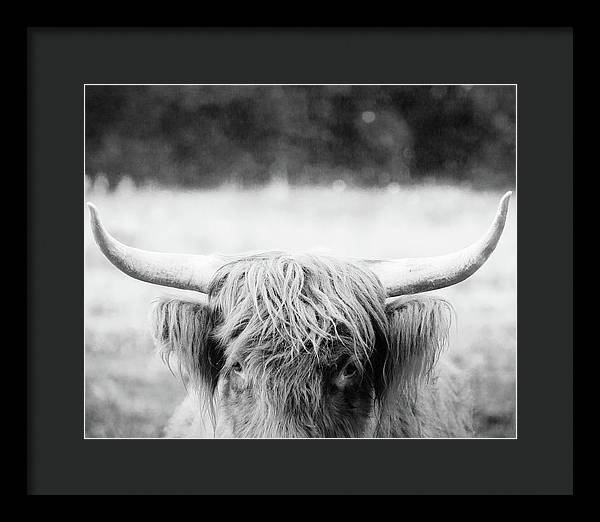 Scottish Highland Cattle Black and White - Framed Print