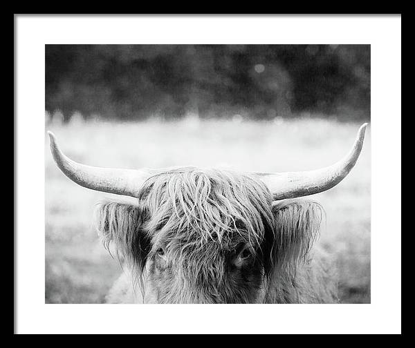Scottish Highland Cattle Black and White - Framed Print