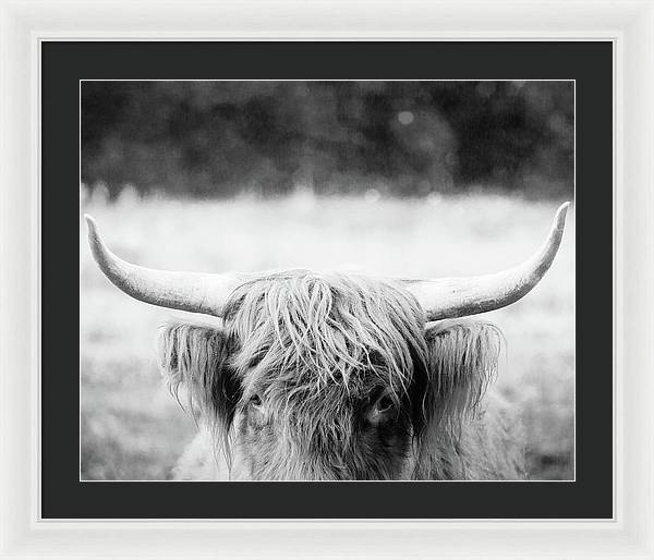 Scottish Highland Cattle Black and White - Framed Print