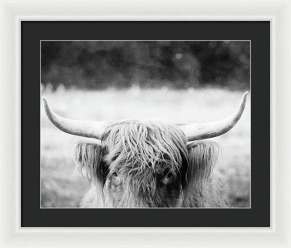 Scottish Highland Cattle Black and White - Framed Print