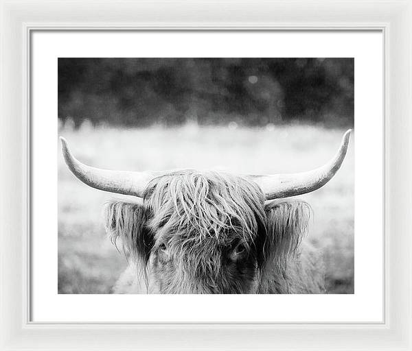 Scottish Highland Cattle Black and White - Framed Print