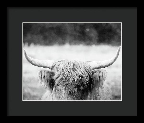 Scottish Highland Cattle Black and White - Framed Print