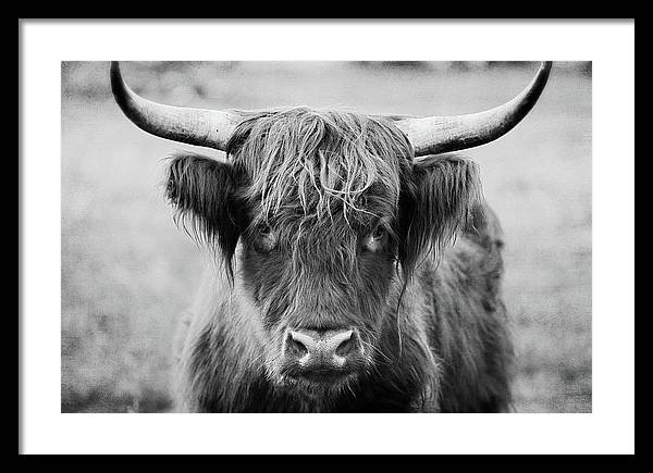 Scottish Highland Cow Black and White - Framed Print