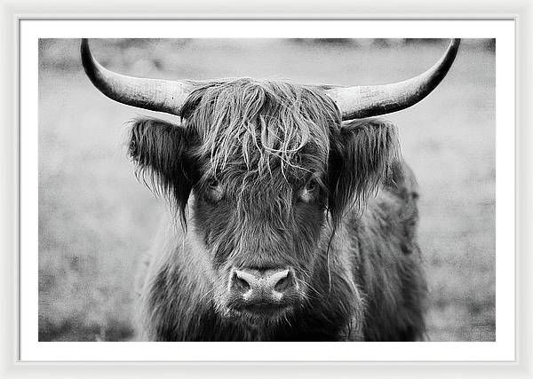 Scottish Highland Cow Black and White - Framed Print