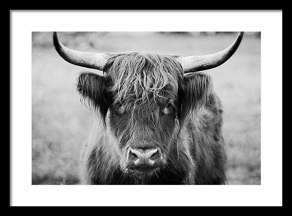 Scottish Highland Cow Black and White - Framed Print