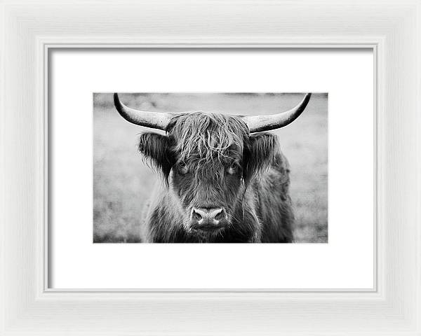 Scottish Highland Cow Black and White - Framed Print