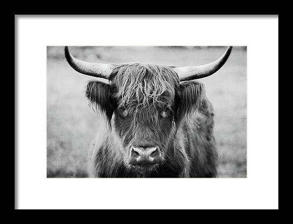 Scottish Highland Cow Black and White - Framed Print