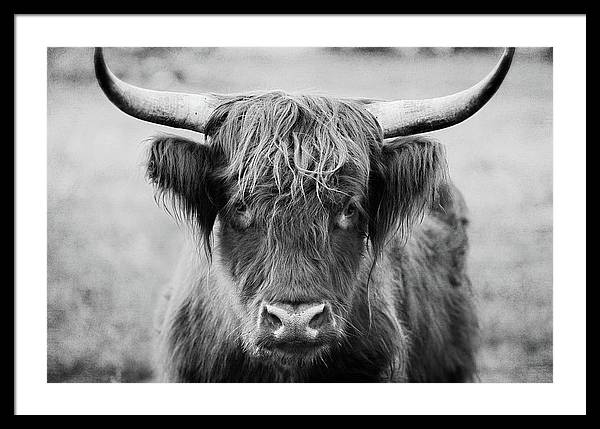 Scottish Highland Cow Black and White - Framed Print