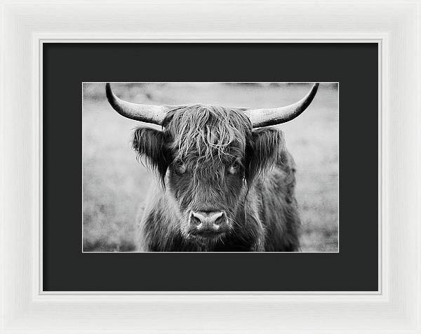 Scottish Highland Cow Black and White - Framed Print