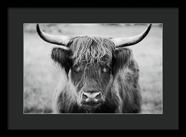 Scottish Highland Cow Black and White - Framed Print