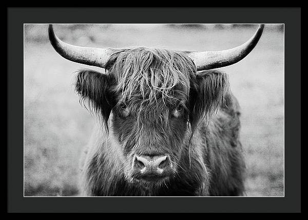 Scottish Highland Cow Black and White - Framed Print