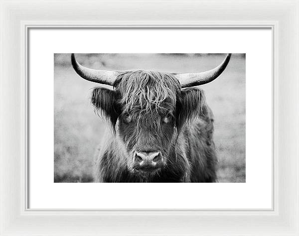 Scottish Highland Cow Black and White - Framed Print