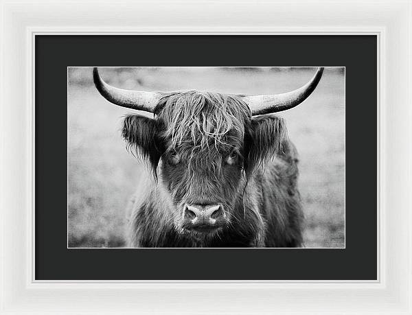 Scottish Highland Cow Black and White - Framed Print
