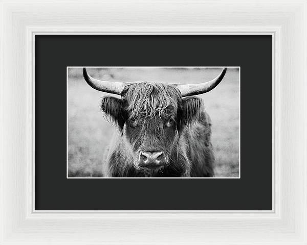 Scottish Highland Cow Black and White - Framed Print