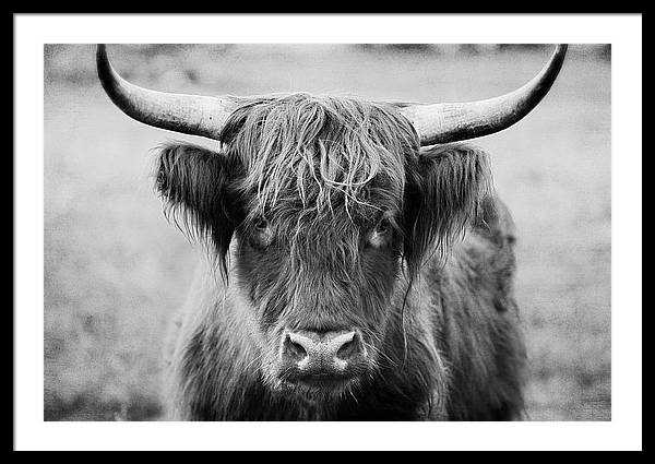 Scottish Highland Cow Black and White - Framed Print