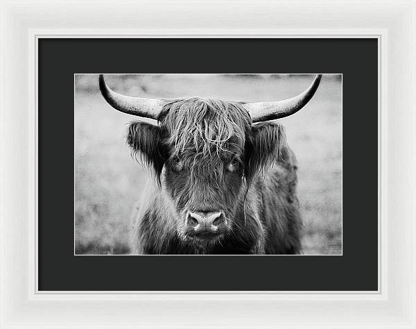 Scottish Highland Cow Black and White - Framed Print