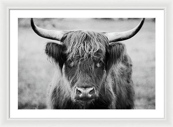 Scottish Highland Cow Black and White - Framed Print