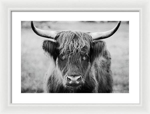 Scottish Highland Cow Black and White - Framed Print