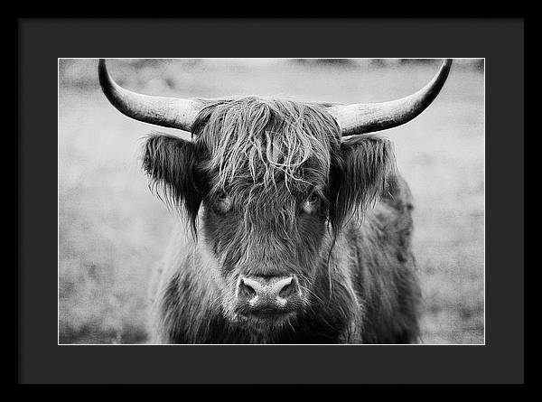Scottish Highland Cow Black and White - Framed Print