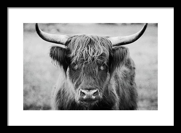 Scottish Highland Cow Black and White - Framed Print