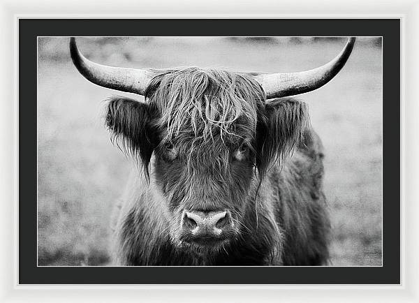 Scottish Highland Cow Black and White - Framed Print