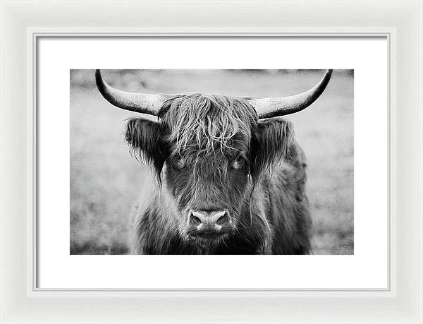 Scottish Highland Cow Black and White - Framed Print