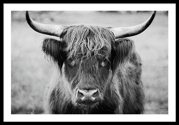 Scottish Highland Cow Black and White - Framed Print