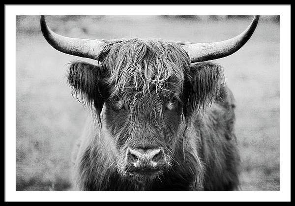 Scottish Highland Cow Black and White - Framed Print
