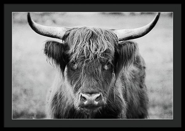 Scottish Highland Cow Black and White - Framed Print