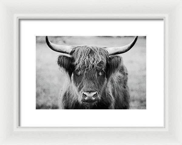 Scottish Highland Cow Black and White - Framed Print