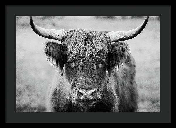 Scottish Highland Cow Black and White - Framed Print