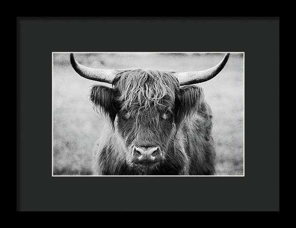 Scottish Highland Cow Black and White - Framed Print