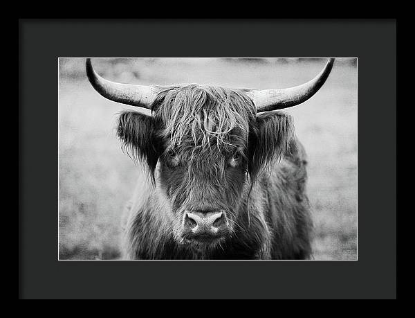 Scottish Highland Cow Black and White - Framed Print