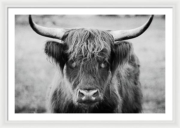 Scottish Highland Cow Black and White - Framed Print